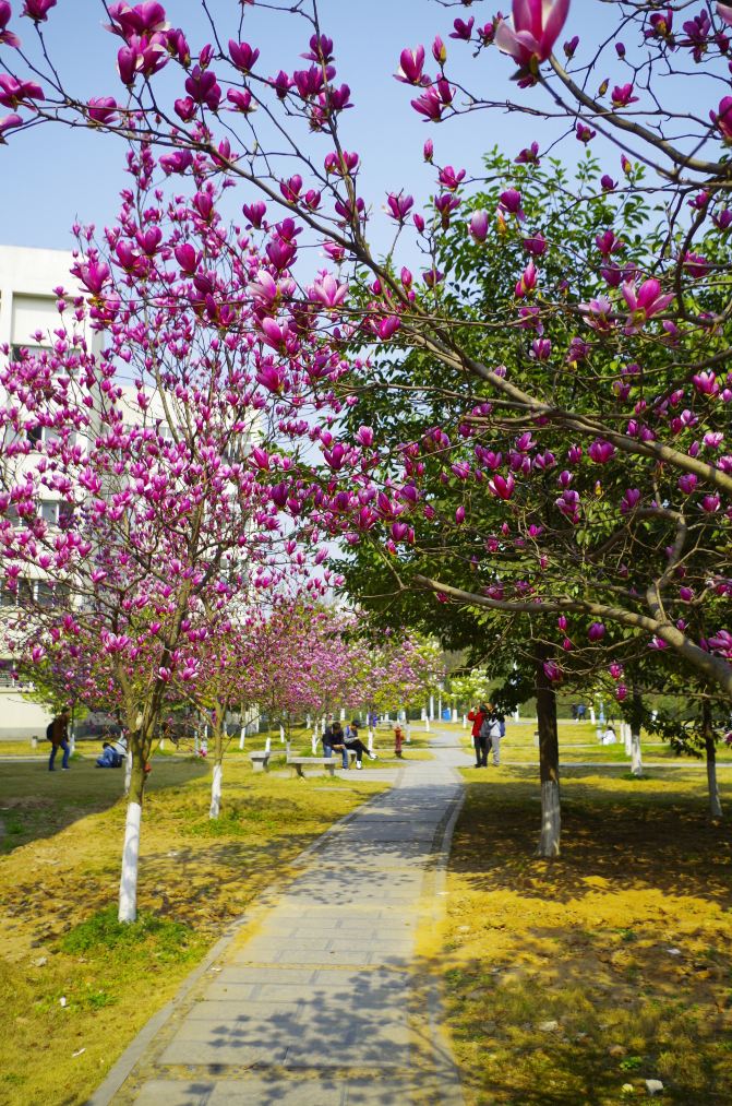 三峡大学【春天—记忆是阵阵花香,我们说好谁都不能忘