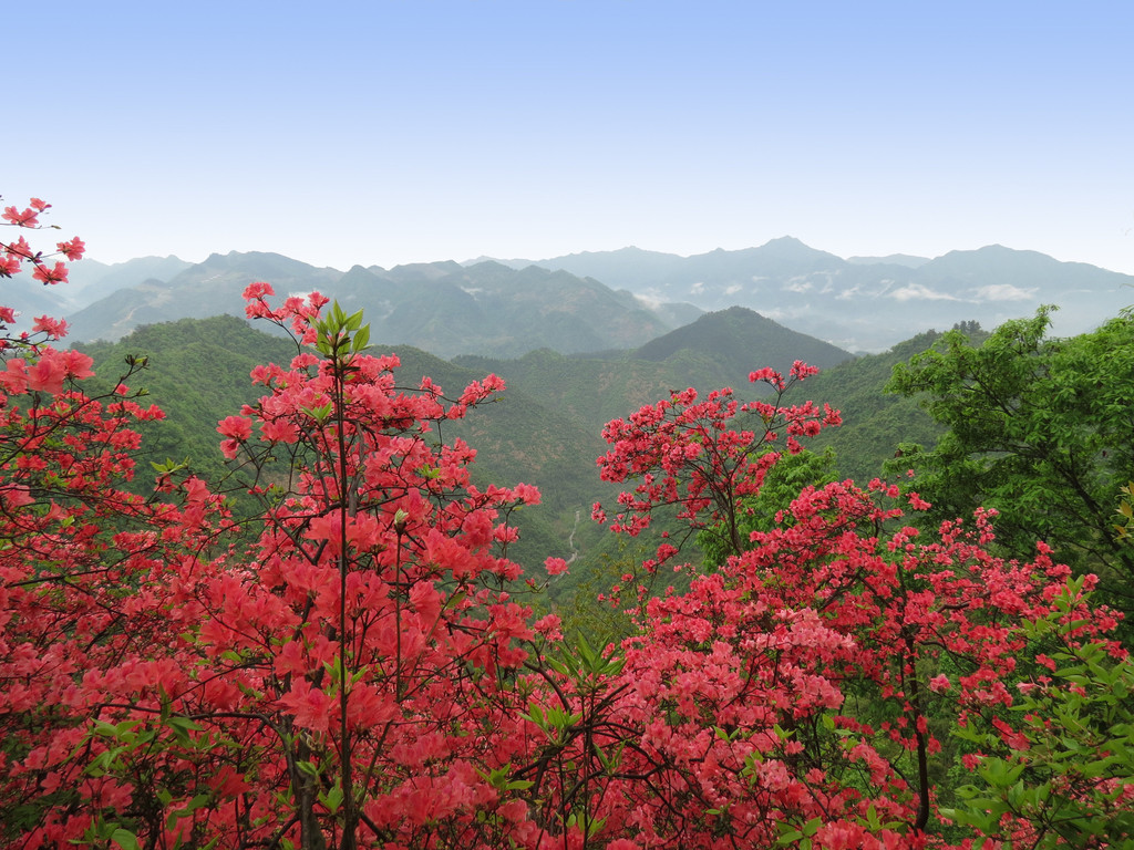 云台山赏杜鹃