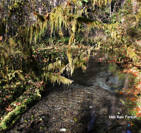 hoh rain forest