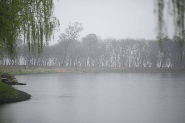 心动春之旅#清明时节,烟雨江南游太仓