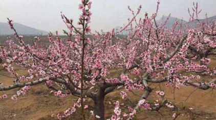 刘台桃花源风景区