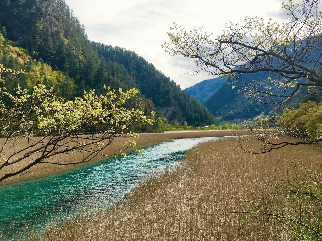 我的广元九寨沟之旅(第六篇)游九寨树正群海-卧龙海