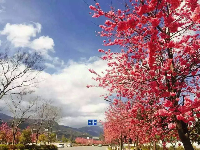 梅梅说雪山中路的樱花开了,当然丽江的樱花都上人民日报了,我想我一定