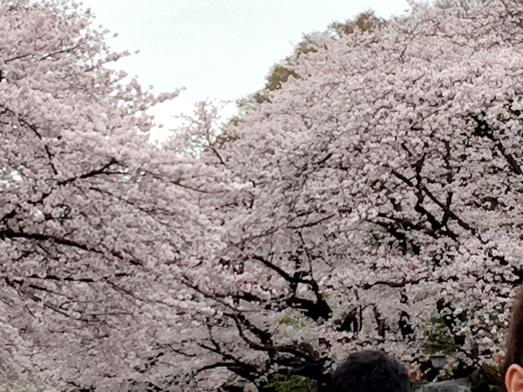 日本东京樱花祭