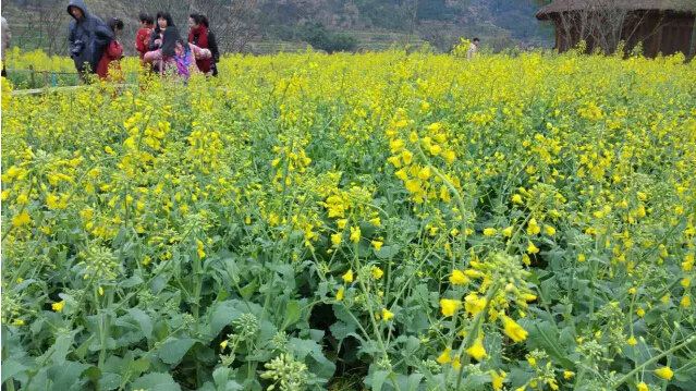 当雪花遇上油菜花-2016年3月春天,婺源又下雪