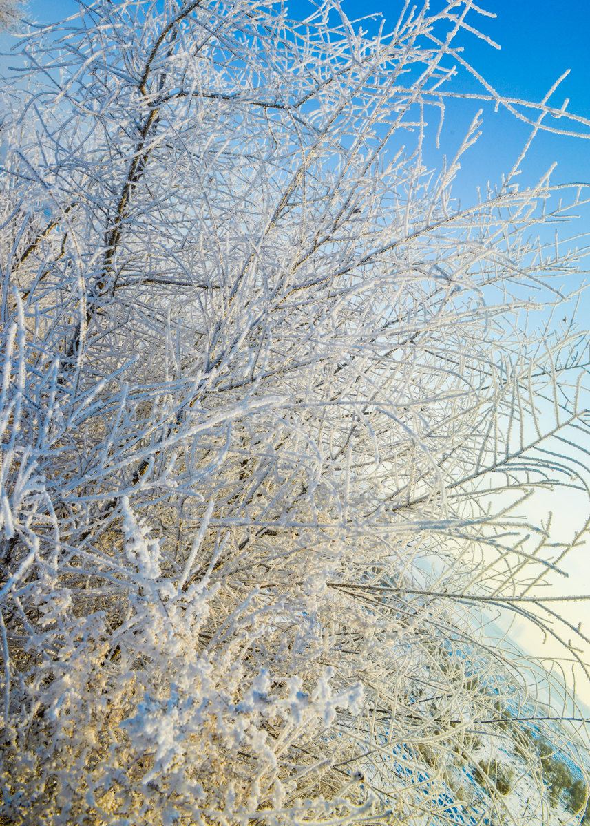 冬季到小兴安岭来看雪