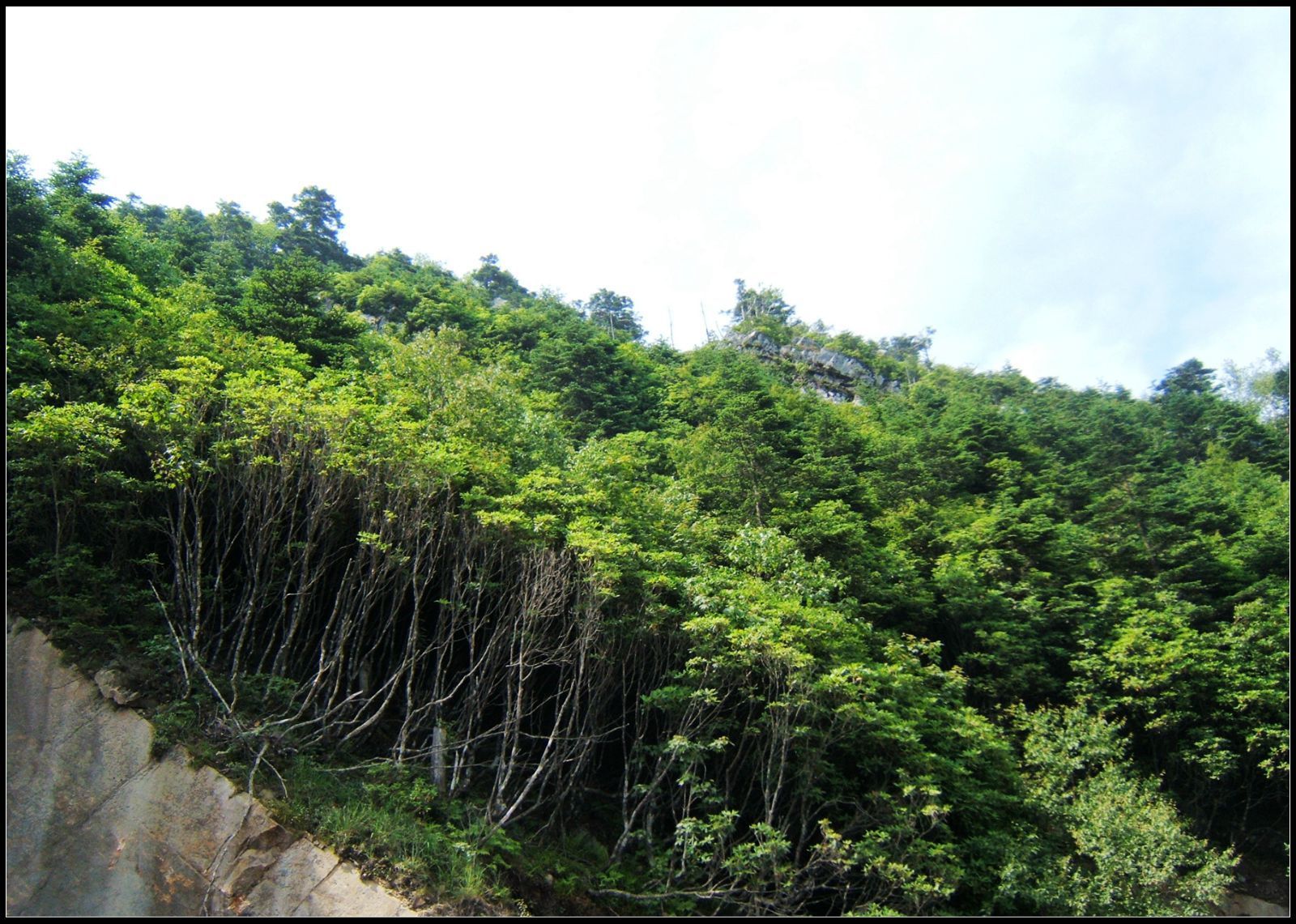 灵秀湖北:巍巍神农架