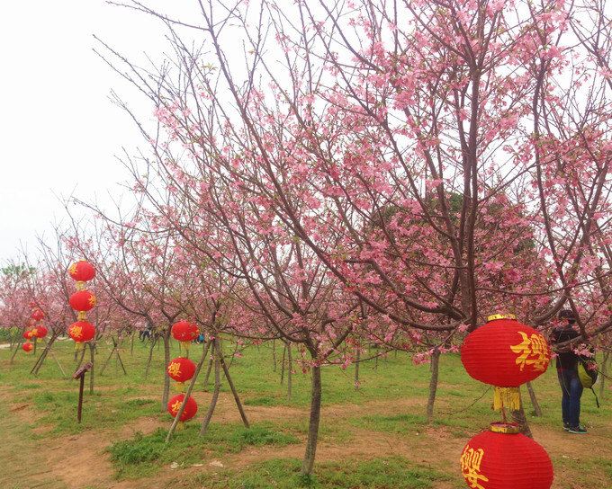 3月赏樱花之从化天适樱花园(赏花,亲子好去处)