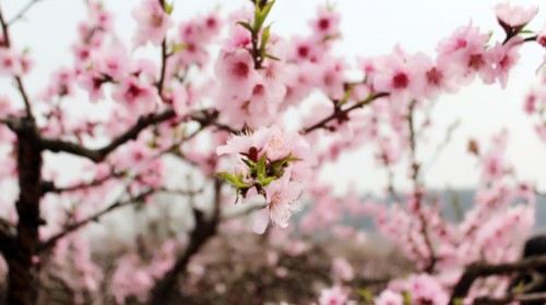 枝江安福寺桃花缘门票,宜昌枝江安福寺桃花缘攻略/地址/图片/门票价格