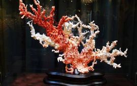 台北台北珊瑚展示中心天气预报,历史气温,旅游