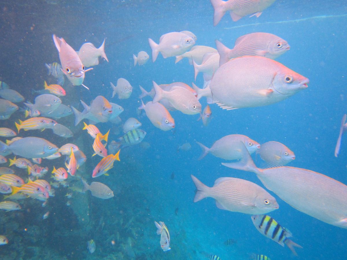 壁纸 动物 海底 海底世界 海洋馆 水族馆 鱼 鱼类 4000_3000