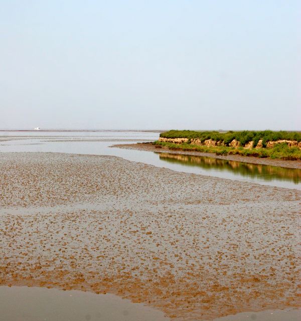 到辽宁盘锦看红海滩落潮,芦苇海观鹤,月牙湾湿地公园