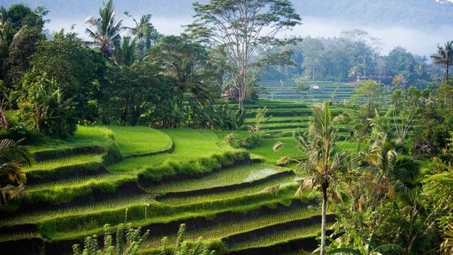德格拉朗梯田门票,巴厘岛德格拉朗梯田攻略\/地址\/图片\/门票价格【携程攻略】
