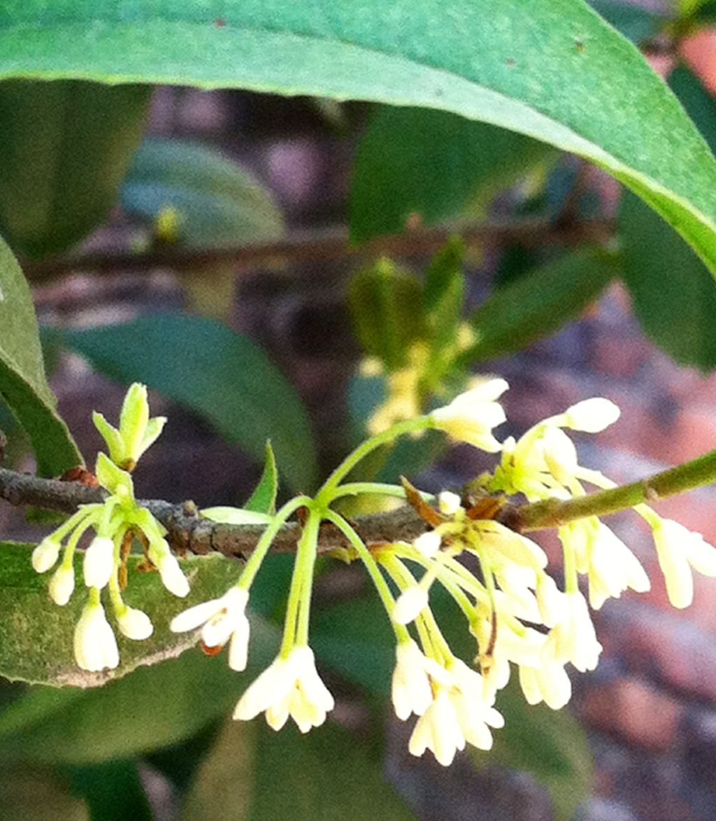 都说8月桂花遍地开,广东的桂花可是一年四季都开花的