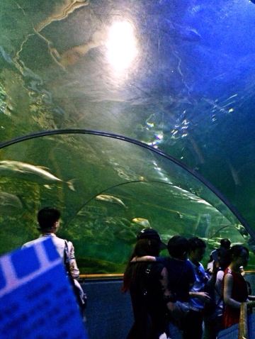 壁纸 海底 海底世界 海洋馆 水族馆 640_853 竖版 竖屏 手机