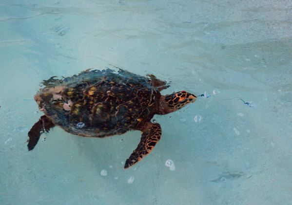 荐马尔代夫游记 全家去马尔代夫神仙珊瑚岛度