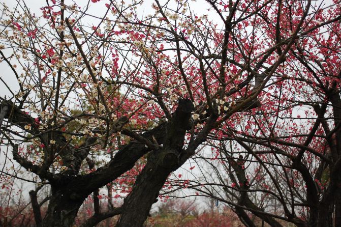 【梅花节】 早春寒雨何足惧,众人争睹香雪海.