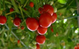 湘潭县湘潭农博园天气预报,历史气温,旅游指数