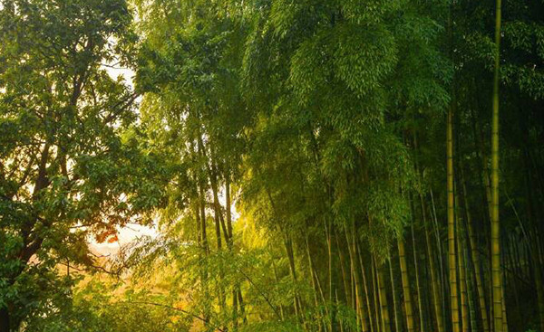 走进竹林,太阳已经在慢慢升起了.