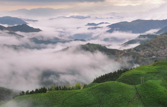 5分 (2条点评) 3 卯山,距松阳县城12公里,山势平缓,状若覆盆,秀松如展