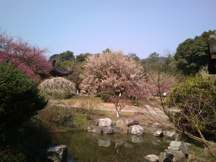 灵峰探梅