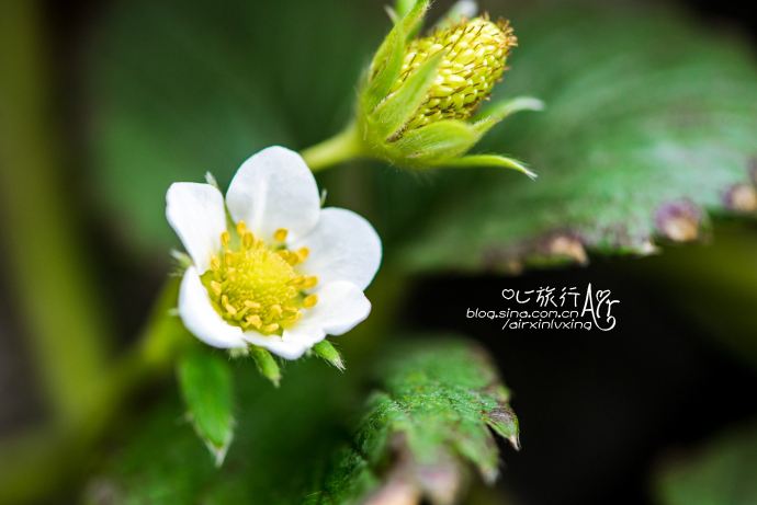 又见到纯净可爱的草莓花.