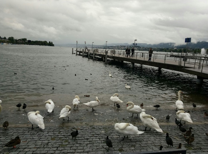 七月德国瑞士东欧15日游记 - 霍恩施万高游记攻