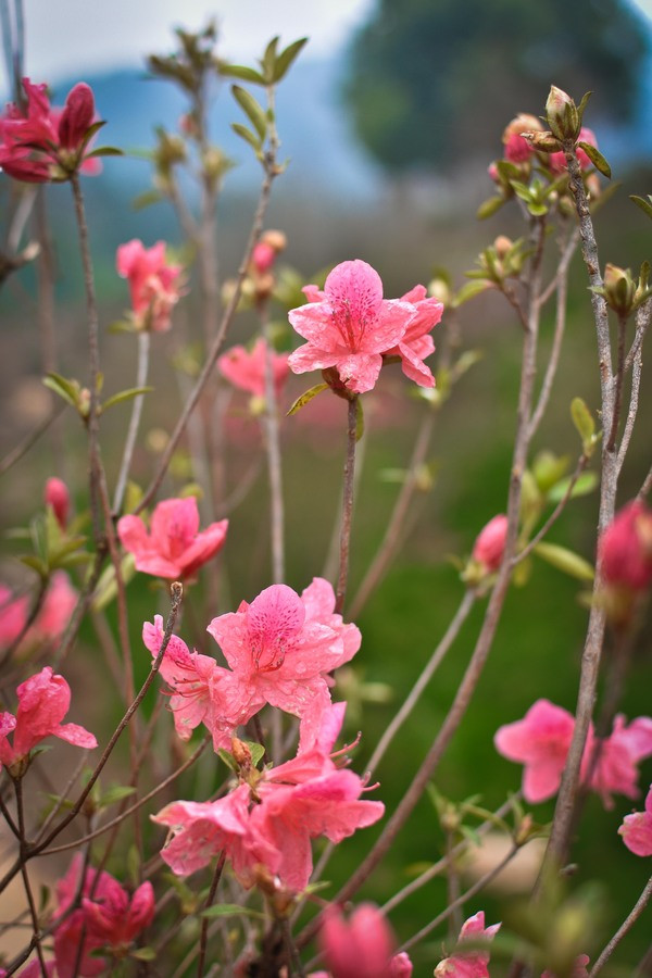 石城山桃花劫︱最美江南云雨中寻芳 - 湖州游记