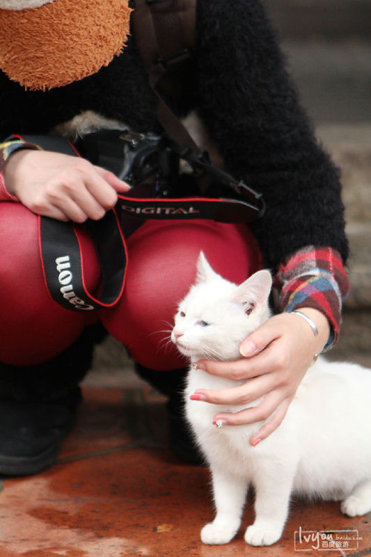 付同鞋是个喵星人控 逛鼓浪屿的时间 很多时候都花在逗猫上~ 可关键是