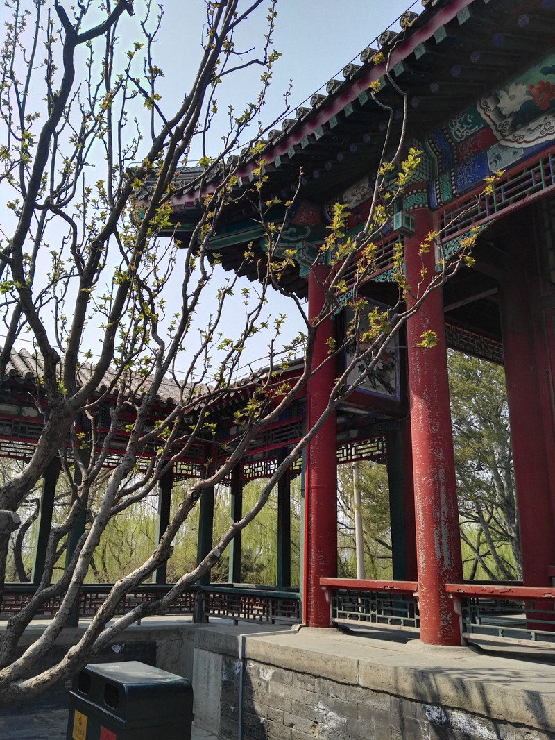 为什么叫老北京西府海棠 10050g000000872y83E73_R_800_10000_Q90.jpg