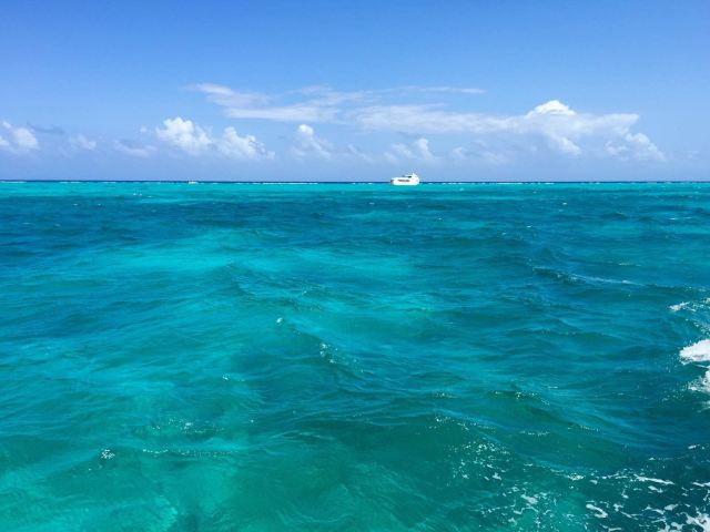 大开曼群岛dolphin cove