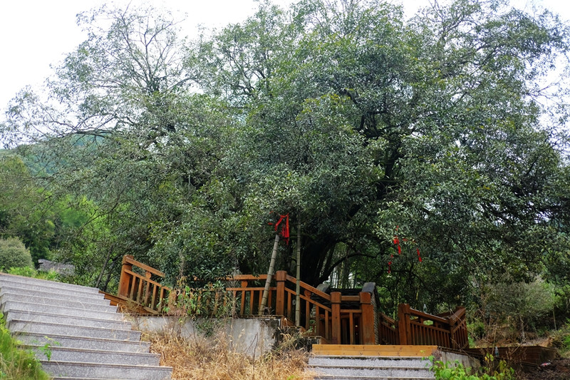 在那丹桂飘香的地方,到浦城走一走