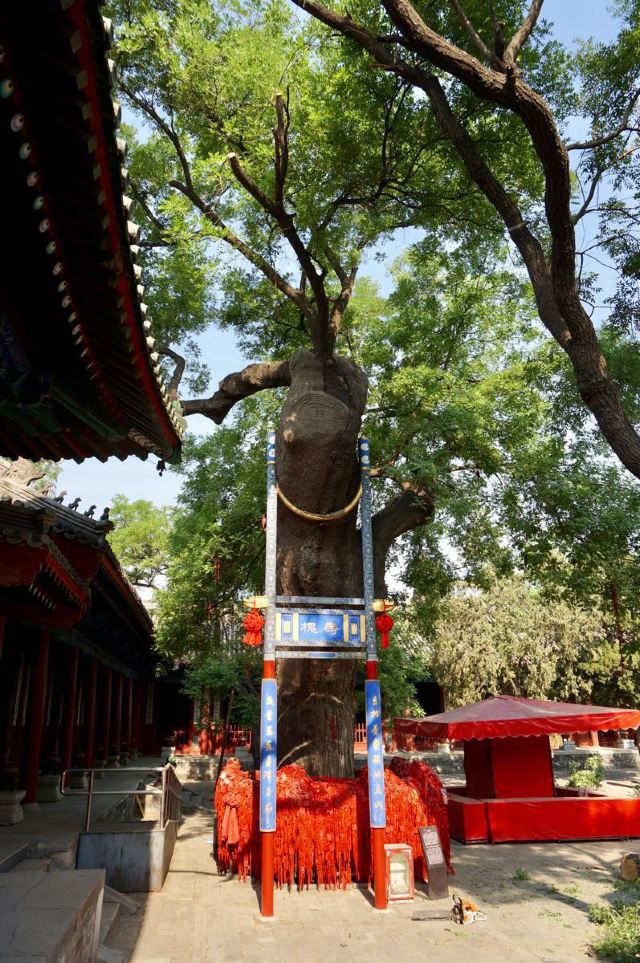 中华第一槐树图片