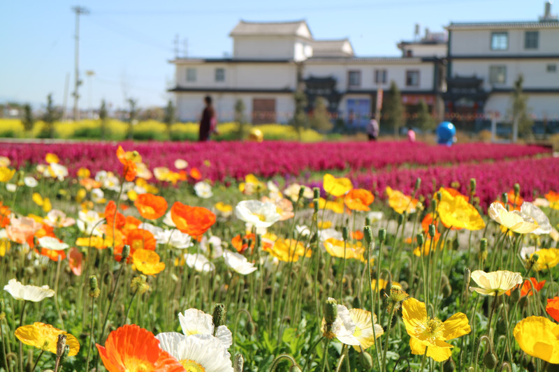 之南,去追寻心中的梦(三口之家的大理、丽江、