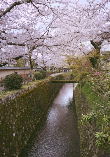 大阪京都 樱花季来吃吃吃 - 近畿地方游记攻略