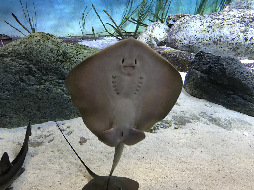 魔鬼鱼,好可爱的鱼好像一直在对着你笑,为什么要叫魔鬼鱼呢