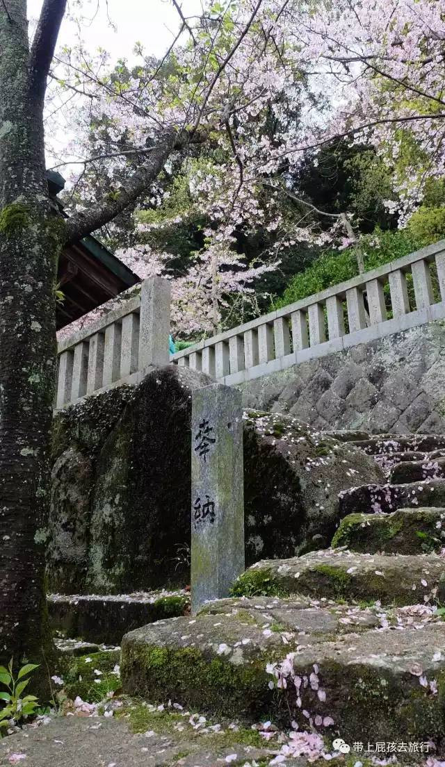 2000块,坐着邮轮去日本赏樱!最好的赏樱玩法~