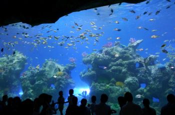 【携程攻略】新华联大白鲸海洋公园门票,芜湖