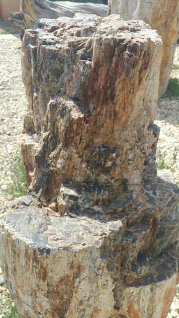 胡杨木化石,朽木不腐.