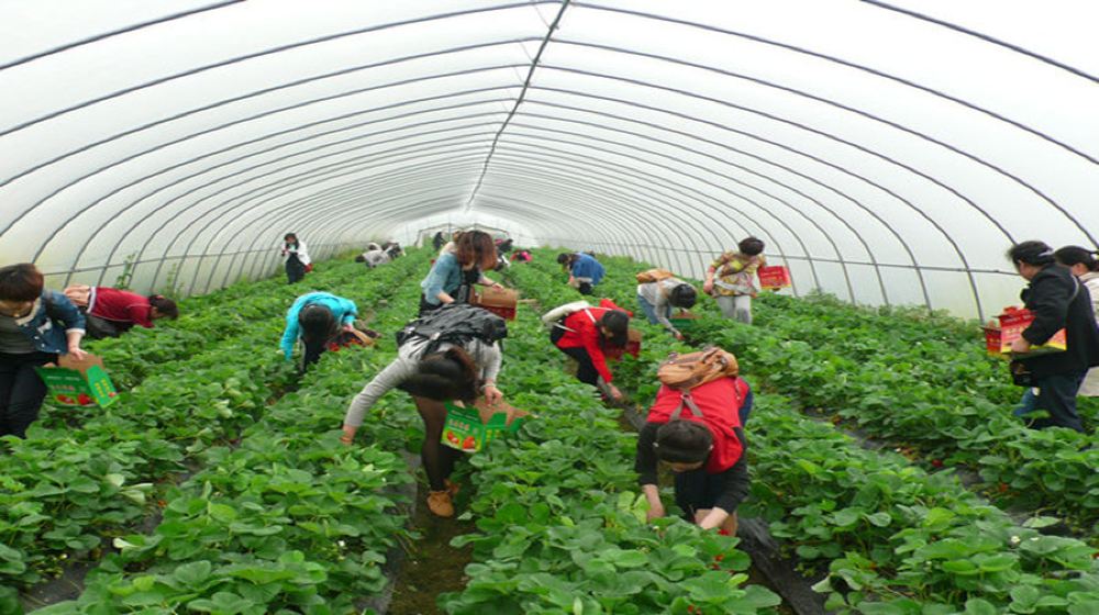 杨城寨采摘园辽宁省博物馆地藏寺一日游草莓采摘六合生态园a线赠99