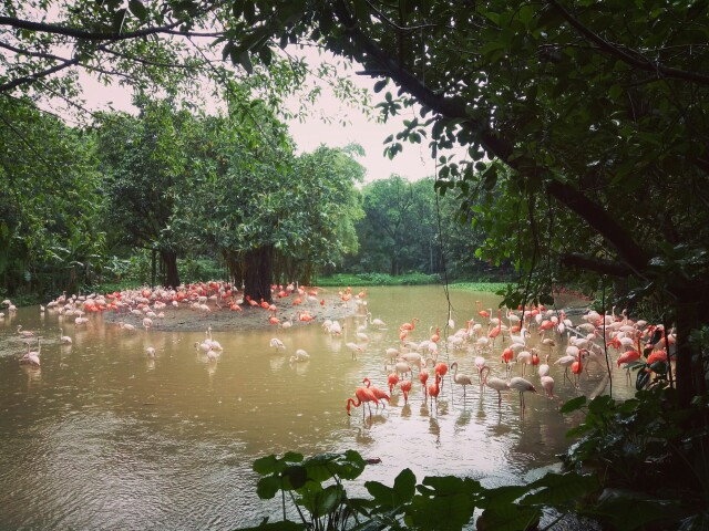嘎仔成长记录旅行篇之广州长隆