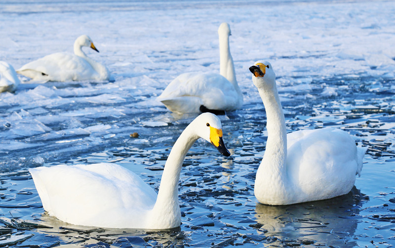 “将有来自阿拉斯加的成千上万只小天鹅 (Tundra Swan)”的图片搜索结果