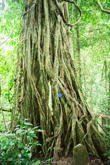 彩云之南#迷失在西双版纳热带雨林的国度里