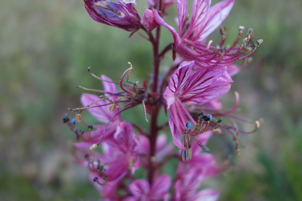 公路边上的草花3