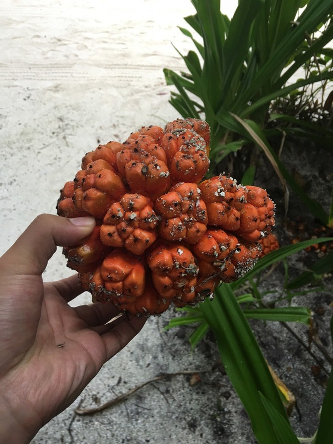 蜜月之旅 奥露+鲁滨逊 跳岛游 - 鲁滨逊岛游记攻