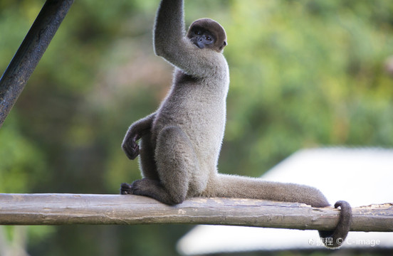 Manaus Zoo