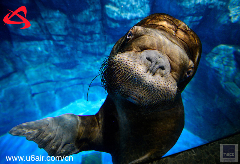 我们有一个航班符拉迪沃斯托克 - 北京 - 符拉迪