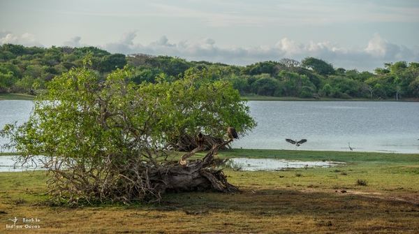 雅拉国家公园 yala的好多照片都是这样,我也不知道我自己在拍什么.