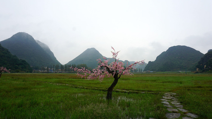 桃花岛视频