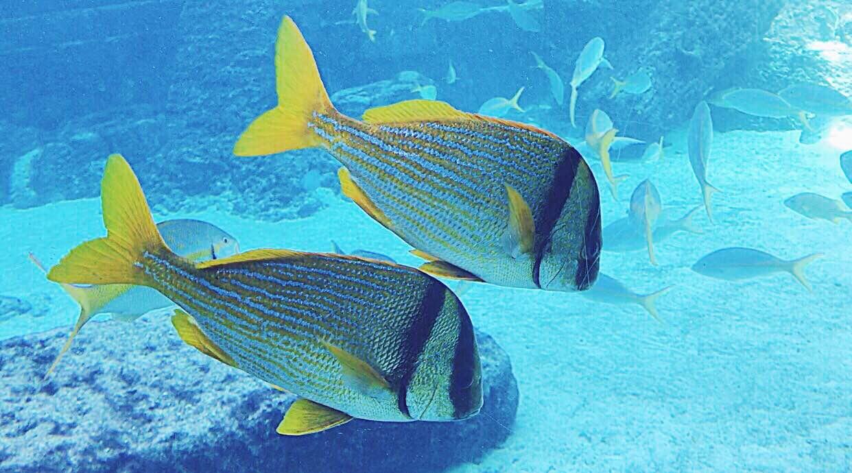 告诉你为什么我不坐邮轮去巴哈马!